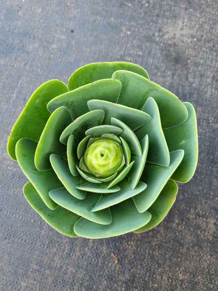 Aeonium aurea sp