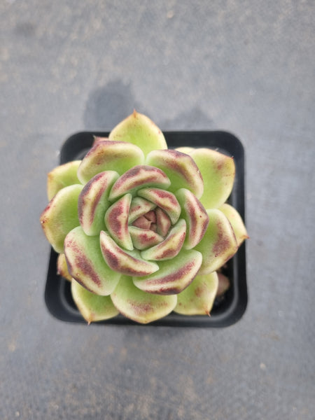 *GLGhybrid(1-1372) Echeveria Black Rose hybrid 黑玫瑰杂
