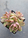 *GLGhybrid(1-589) Echeveria Ballsii Hybrid 灰姑娘杂