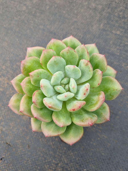 *GLGhybrid(1-1544) Pachyveria Elaine hybrid 香水杂