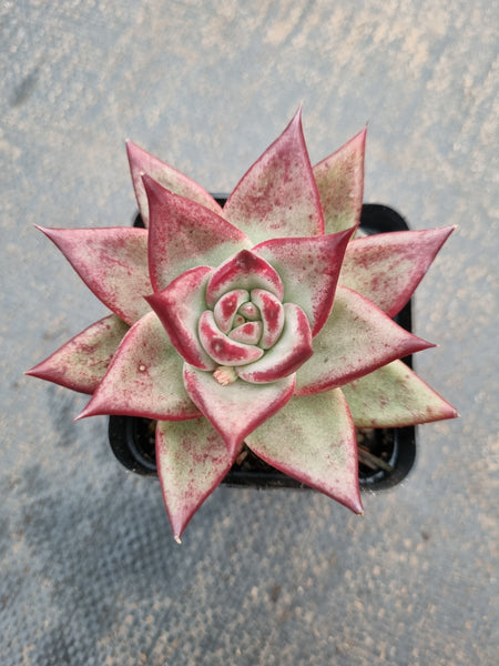*GLGhybrid(1-604) Echeveria agavoides Ebony x Rubin 乌螺