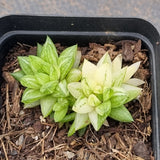 Haworthia variegated (small) no ID