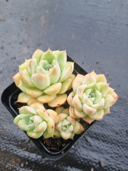 *GLGhybrid(1-1454) Echeveria Elegans 'Alba' hybrid 白月影杂