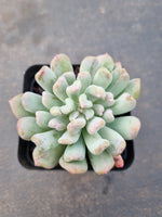 Echeveria New Irish Mint 新爱尔兰薄荷