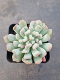 Echeveria New Irish Mint 新爱尔兰薄荷