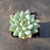 Pachyveria sp. (ice cream）冰淇淋