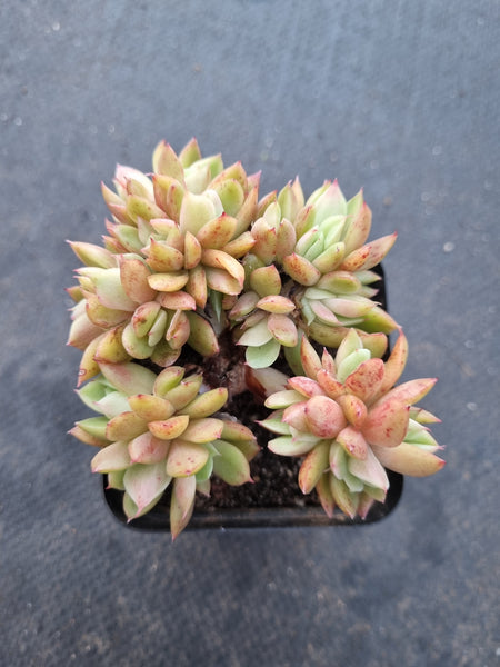 *GLGhybrid(1-1011) Echeveria 'Gilva' hybrid crested 玉杯东云杂缀化