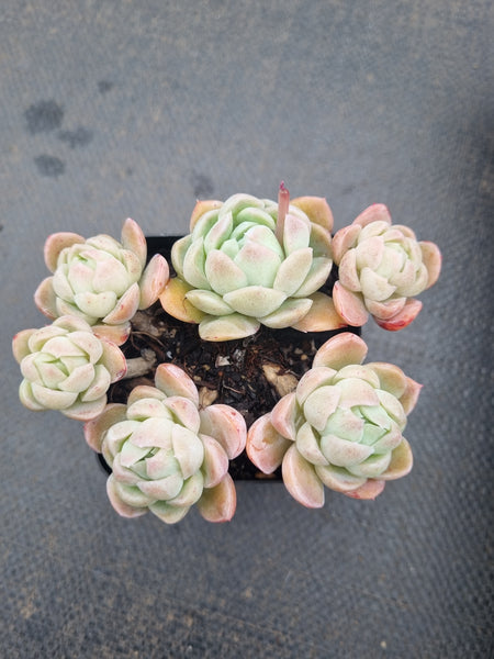 *GLGhybrid(1-1354) Echeveria Raspberry ice hybrid 冰莓杂