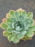 *GLGhybrid(1-1555)  Echeveria shaviana hime hybrid monstrose 沙维娜杂石化