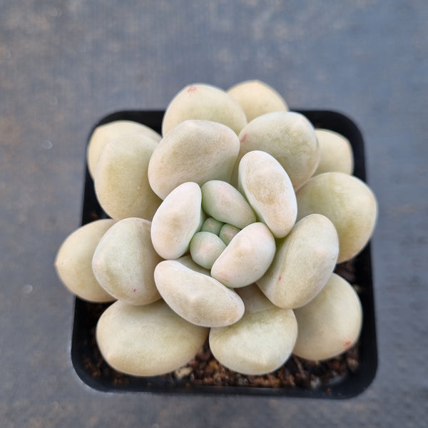 *GLGhybrid(1-1610) Pachyveria Elaine hybrid 香水杂