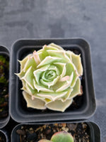 *GLGhybrid(1-1143) Special hybrid pack of 4