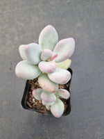 *GLGhybrid(1-1089) Pachyphytum hybrid 厚叶草属杂
