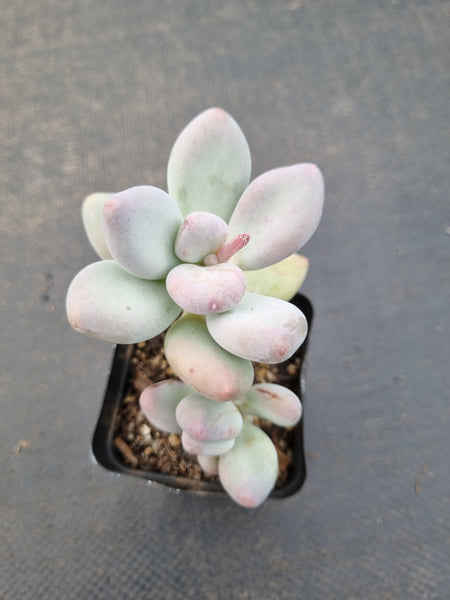 *GLGhybrid(1-1089) Pachyphytum hybrid 厚叶草属杂