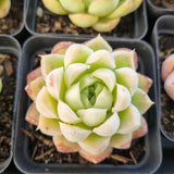 *GLGhybrid(1-1682) Special hybrid pack of 4