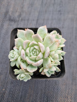 *GLGhybrid(1-407) Echeveria Mexico Minima hybrid 墨姬杂