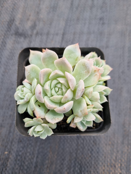 *GLGhybrid(1-407) Echeveria Mexico Minima hybrid 墨姬杂