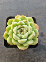 *GLGhybrid(1-849) Echeveria Elegans 'Alba' hybrid 白月影杂