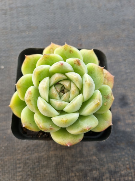 *GLGhybrid(1-849) Echeveria Elegans 'Alba' hybrid 白月影杂