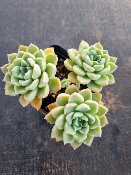 *GLGhybrid(1-668) Graptopetalum Mendozae hybrid 丸姬杂
