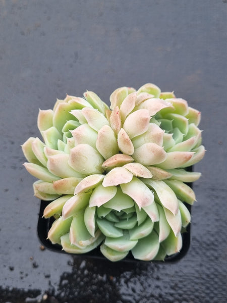 *GLGhybrid(1-1498) Echeveria Mexico Minima hybrid 墨姬杂