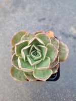 Echeveria Relena 莉莉娜