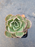 Echeveria Relena 莉莉娜