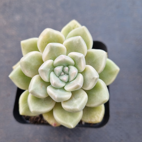*GLGhybrid(1-1618) Graptopetalum Mendozae hybrid 丸姬杂