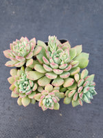 *GLGhybrid(1-1074) Sedum Perezdelarosae hybrid 焦糖精灵杂