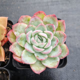 *GLGhybrid(1-497) Special hybrid pack of 4