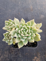 *GLGhybrid(1-669) Graptopetalum Mendozae hybrid 丸姬杂