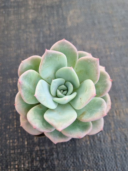 *GLGhybrid(1-1280) Echeveria Laulensis hybrid 劳伦斯杂