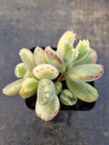 Cotelydon Tomentosa variegated - white form 白熊