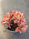 11cm pot Echeveria 'Blue Curls' Crested 蓝狐缀化