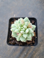 Pachyveria sp. (ice cream）冰淇淋