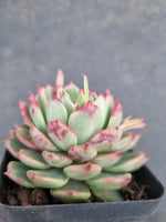 *GLGhybrid(1-954) Echeveria cuspidata var. Zaragozae hybrid 黑爪杂