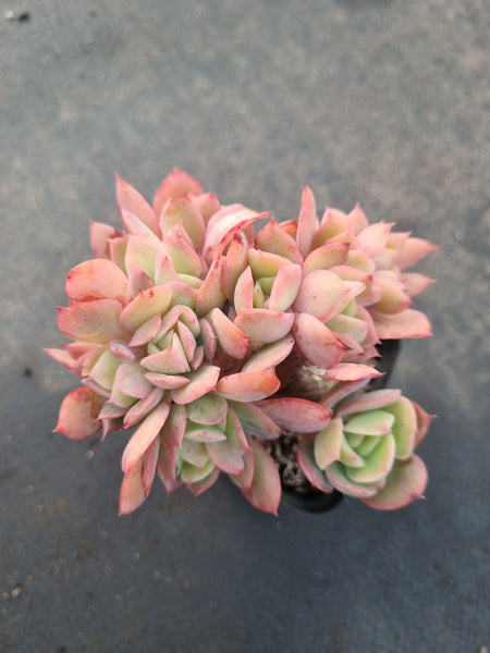 Echeveria Low 绮罗