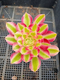 Aeonium Pink Witch 粉女巫