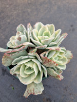 11cm pot Echeveria Japan moon river (variegated) 月亮河锦11cm盆
