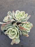 11cm pot Echeveria Japan moon river (variegated) 月亮河锦11cm盆