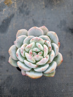 Echeveria Monroe 梦露