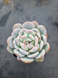 Echeveria Monroe 梦露