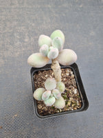 *GLGhybrid(1-1084) Pachyveria 'Concubine's Finger' 贵妃手指