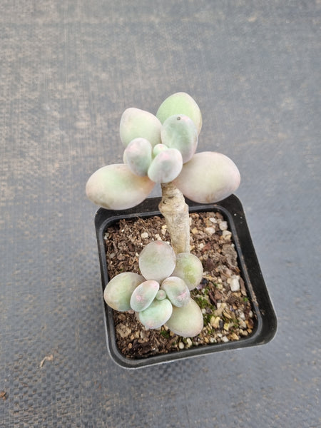 *GLGhybrid(1-1084) Pachyveria 'Concubine's Finger' 贵妃手指