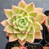 *GLGhybrid(1-497) Special hybrid pack of 4