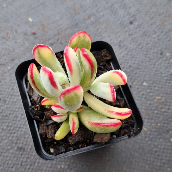 Cotyledon Orbiculata cv. Long Leaf Variegated 棒叶福娘锦
