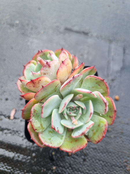 *GLGhybrid(1-1459) Echeveria Laulensis hybrid 劳伦斯杂
