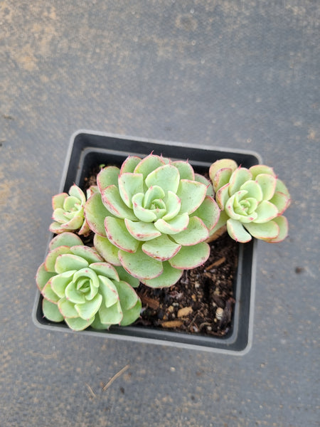 Echeveria lara