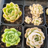 *GLGhybrid(1-1690) Special hybrid pack of 4