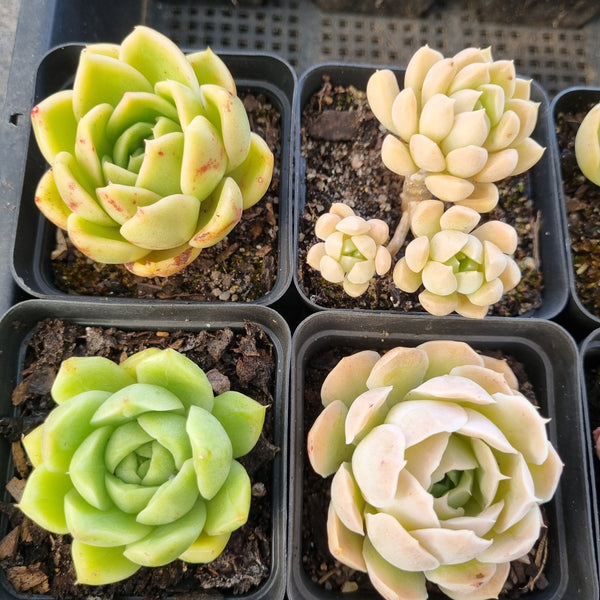 *GLGhybrid(1-1690) Special hybrid pack of 4