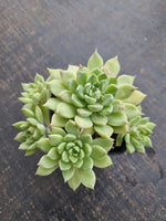 *GLGhybrid(1-721) Graptopetalum Mendozae hybrid 丸姬杂